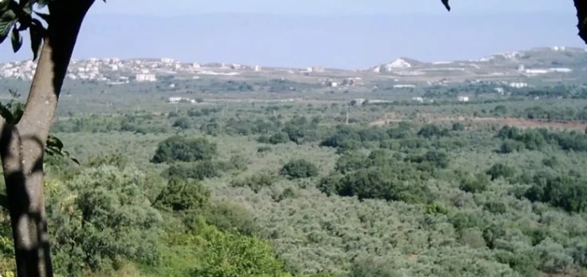 قطعٌ ممنوع في بشمزين.. ما السبب؟