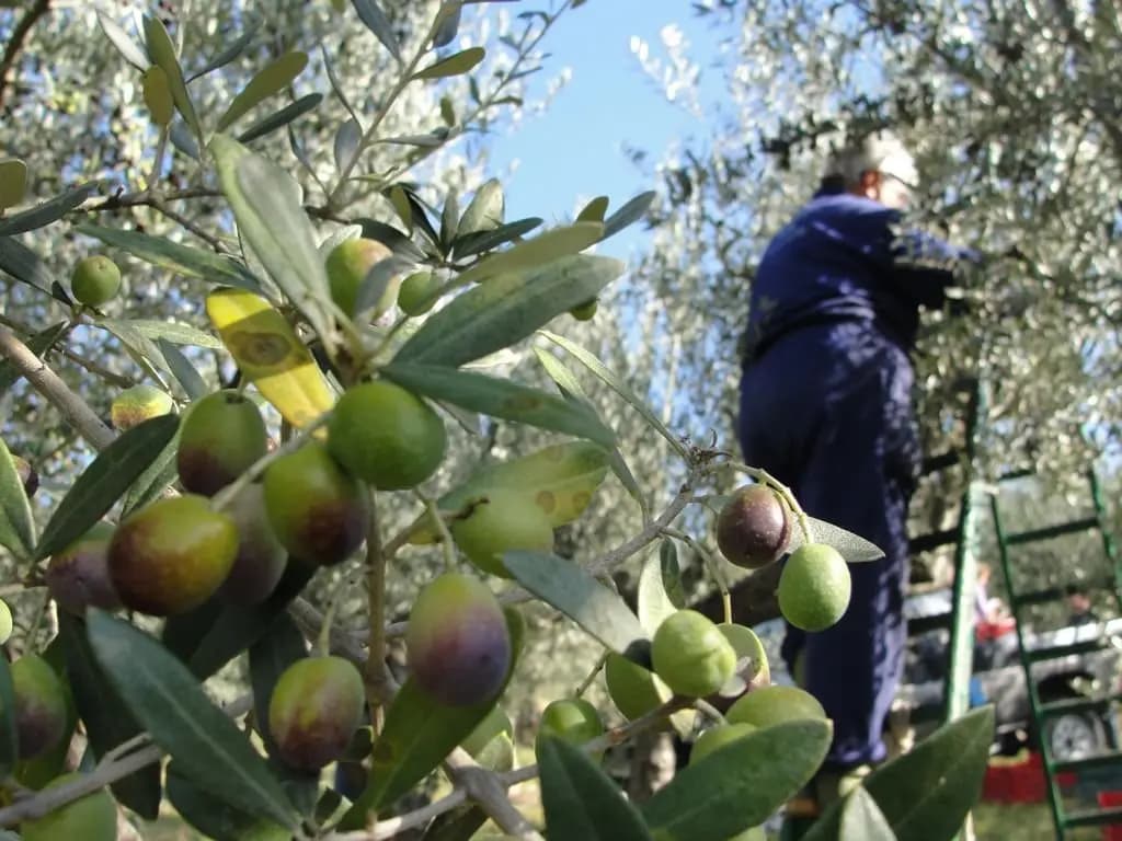 إقبالٌ على قطاف الزيتون وارتفاعٌ كبيرٌ في الأجور.. فهل تسمعُ الدولة ليصبحَ القطفُ "زيتًا على زيتون...!"