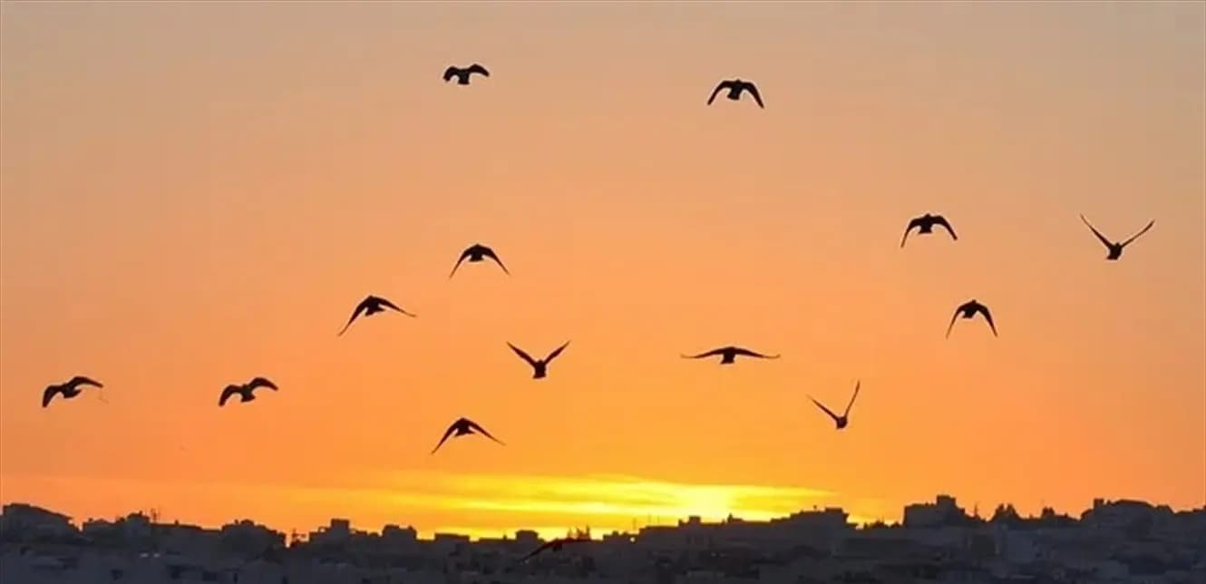 موسم الصيد في لبنان "مغلق" .. ولكن!