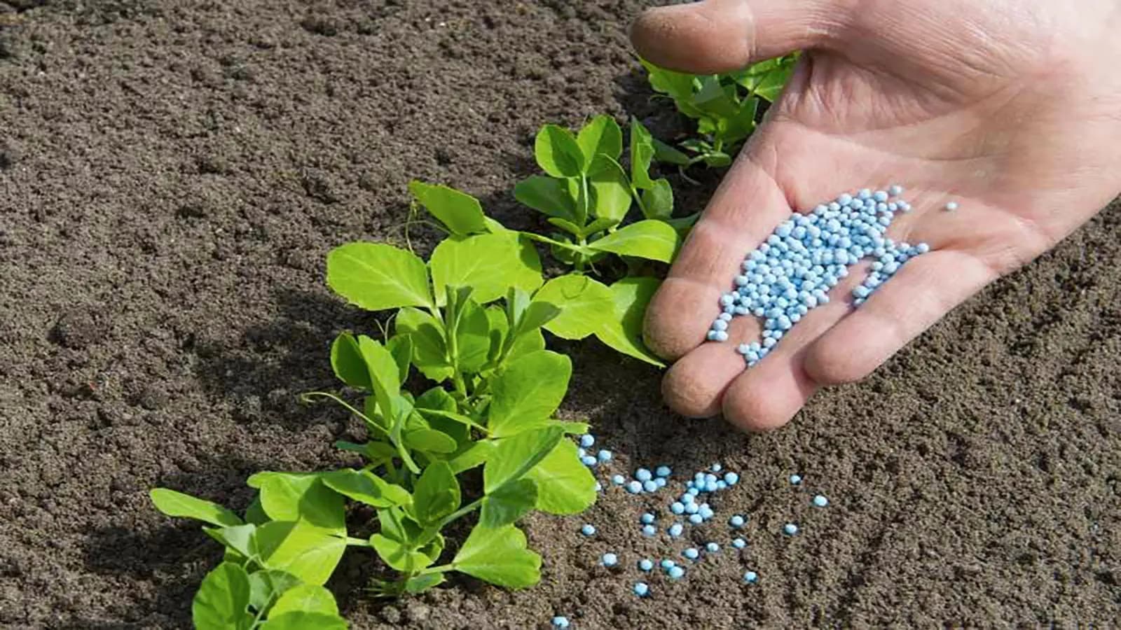 أسعارُ الأسمدةِ تُحلّقُ وتُهدّدُ الإنتاجَ الزّراعيّ