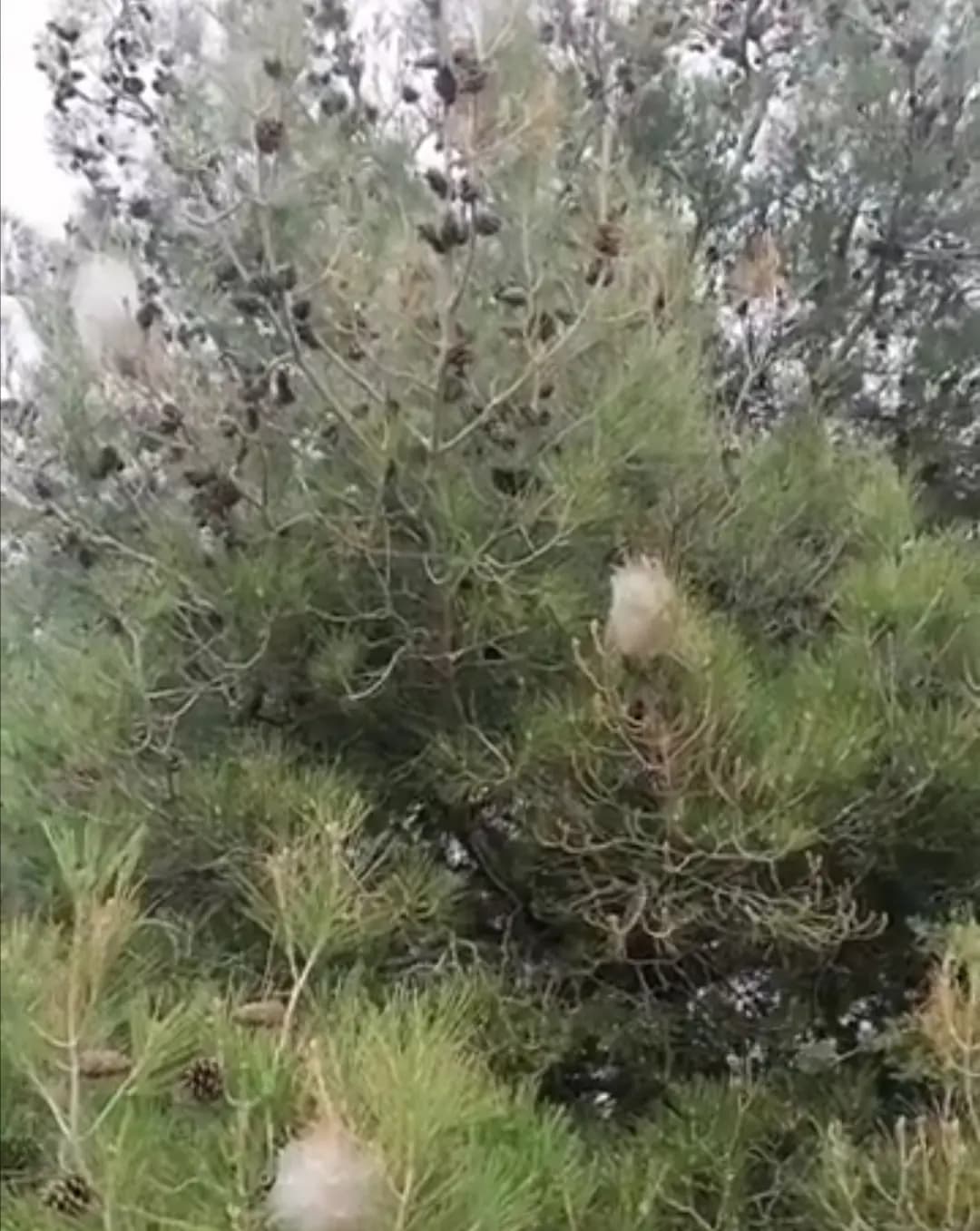 ديدان الصّندل تغزو أشجار الصّنوبر بسبب انحباس الأمطار وغياب الثّلوج