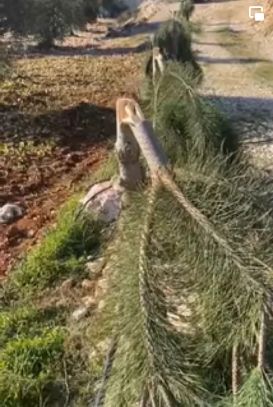 صورة 1