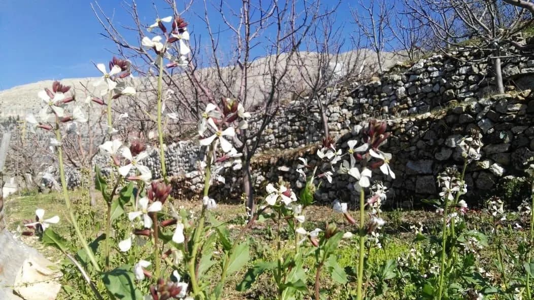 صورة 1