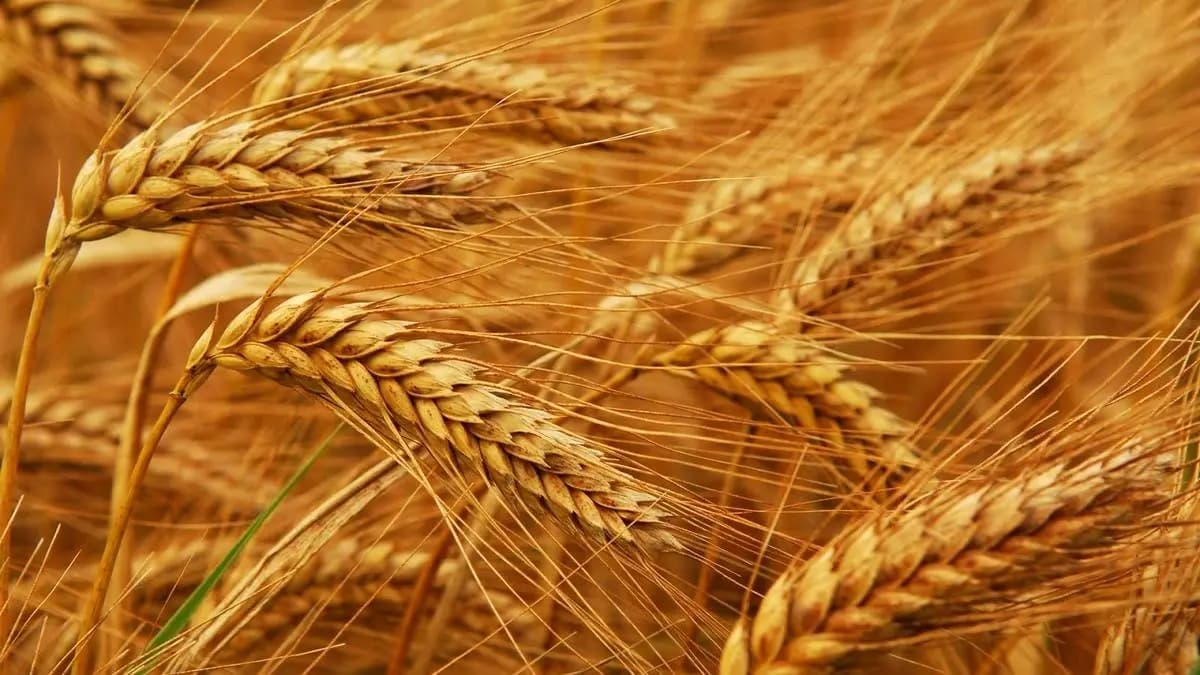 تمديدُ طلباتِ تسلُّم محاصيلَ القمح