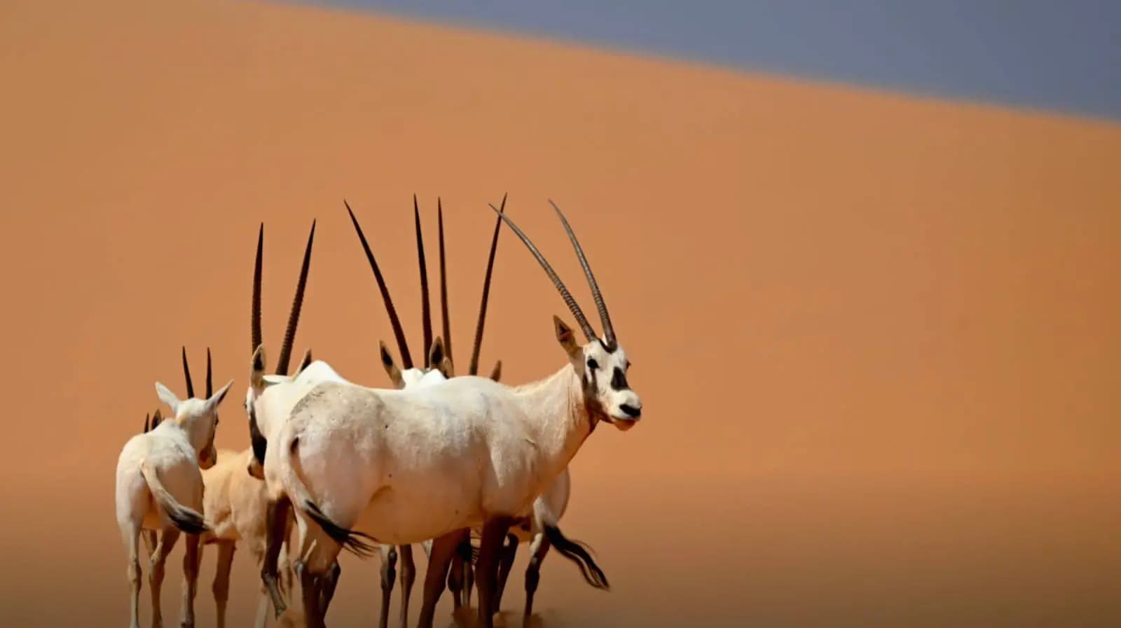 محمية "بني معارض" السعودية ضمن "التراث العالمي"