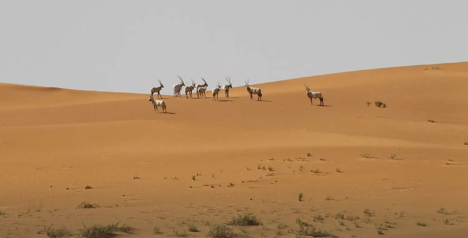 صورة 1