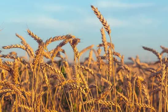 الأسواق الزراعية تتأثر بإعلان الهدنة