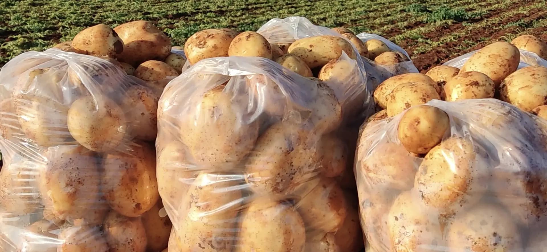 نقابة مزارعي البطاطا تطمئن: لا نقص في الأسواق