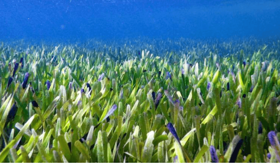 أكبر نبات معروف على وجه الأرض قبالة سواحل استراليا