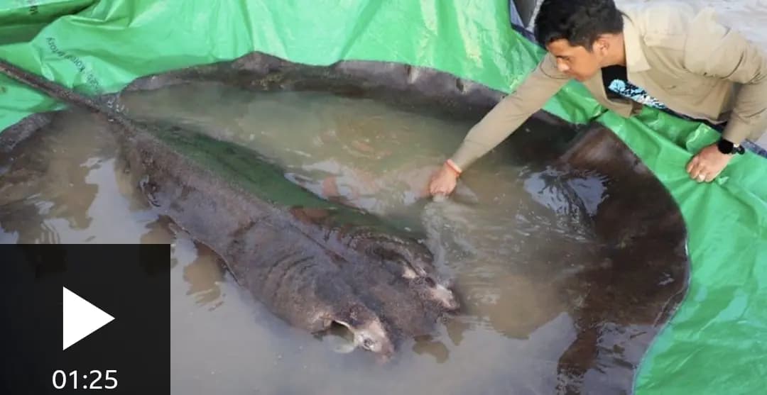 العثور على أكبر سمكة في العالم في المياه الحلوة