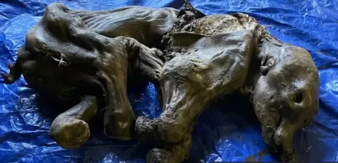 العثور على صغير ماموث عمره 30 ألف سنة محنطا في منجم في كندا