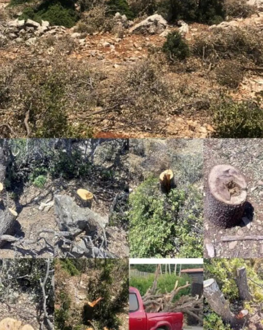 الحاج حسن يتحرّك قضائياً في موضوع المجزرة البيئية في البقاع الغربي