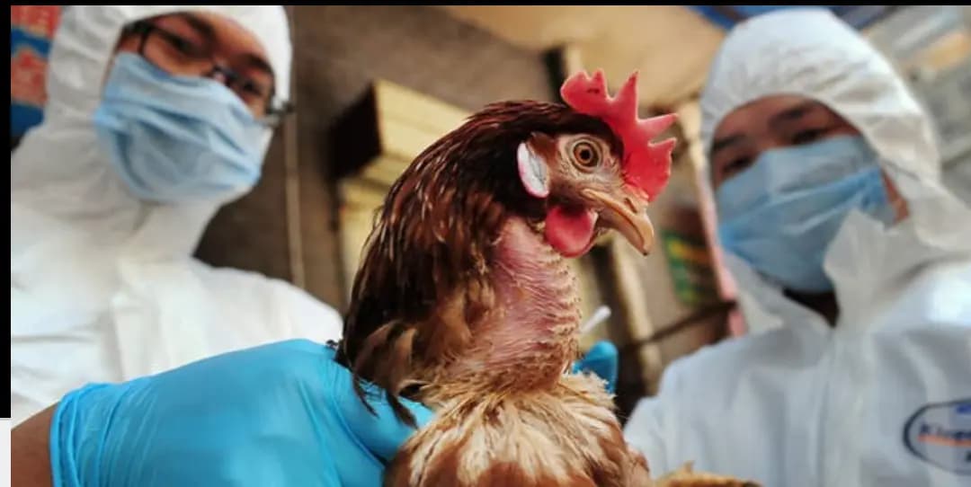 تفشي إنفلونزا الطيور: مأساةٌ غير مسبوقةٍ للحياة البرية..