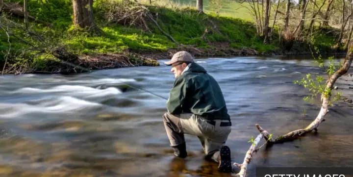 انخفاض كبير في أعداد أسماك السلمون في ويلز