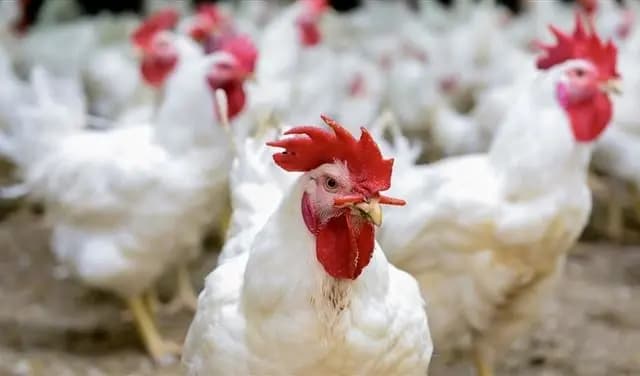 هل حُلّت أزمة قطاع الدَّواجن في لبنان؟ وماذا عن التَّهريب؟