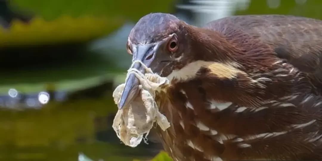 تلوث البيئة: صور تبرز معاناة الطيور في شتى أرجاء العالم من مخلفات البشر البلاستيكية