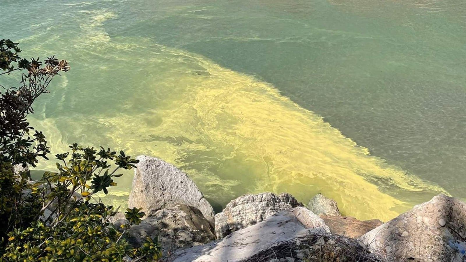 بعد ظهور بقع صفراء على سطح البحر... توضيح من "البيئة"