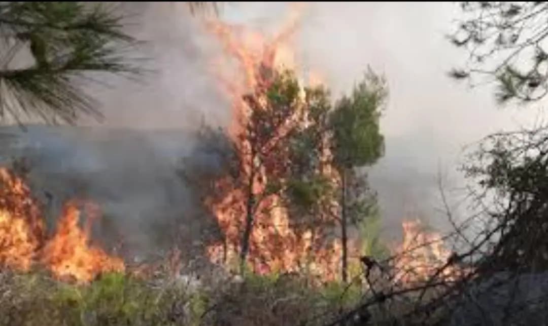 بيان للحركة البيئية اللبنانية بشأن الحرائق