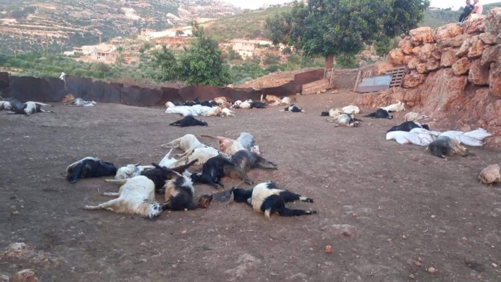 كارثة في عين الذهب: نفوق غامض لأكثر من 300 رأس ماعز