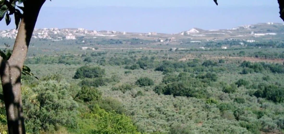 قطعٌ ممنوع في بشمزين.. ما السبب؟