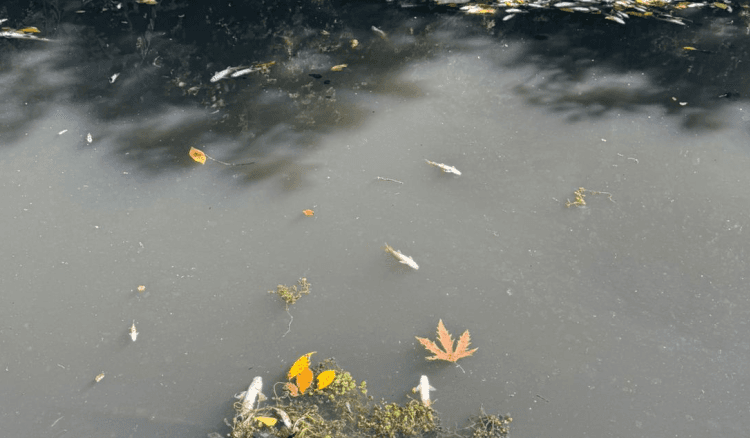 كارثة بيئية في قضاء عاليه.. ماذا يجري؟