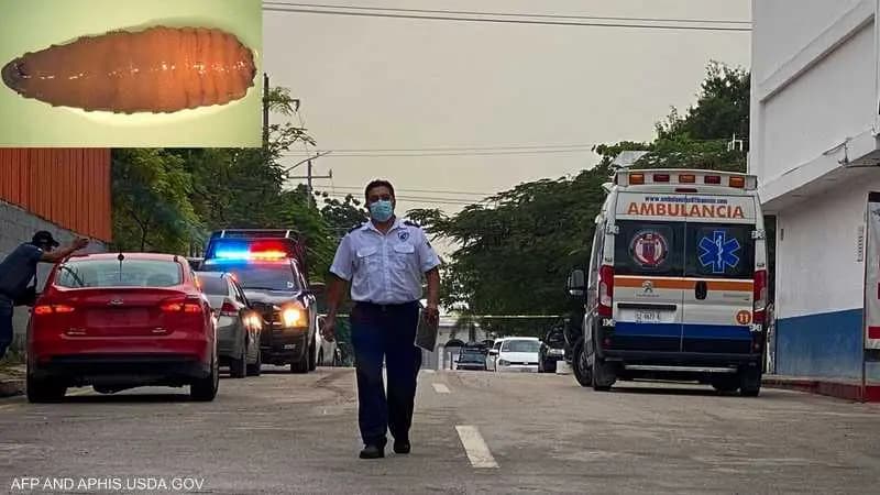 ذباب آكل للحم يسبب أول إصابة بشرية في أمريكا