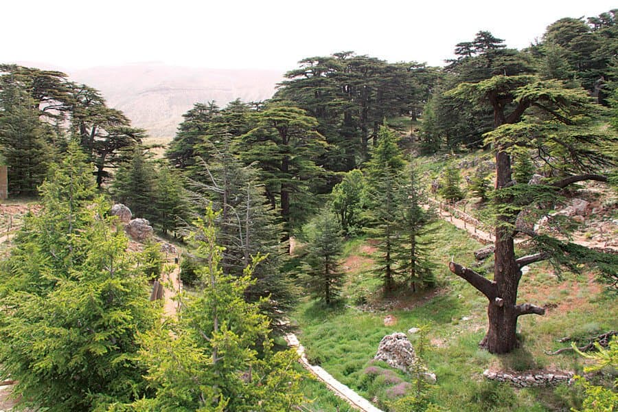 "جـ.ـريمة وطنية وبيئية".. "التيار" يستنكر ما حصل في غابة أرز الرب