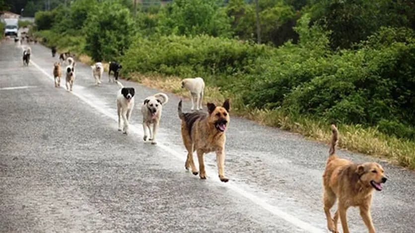 هل عاد زمن الكلاب الشاردة؟