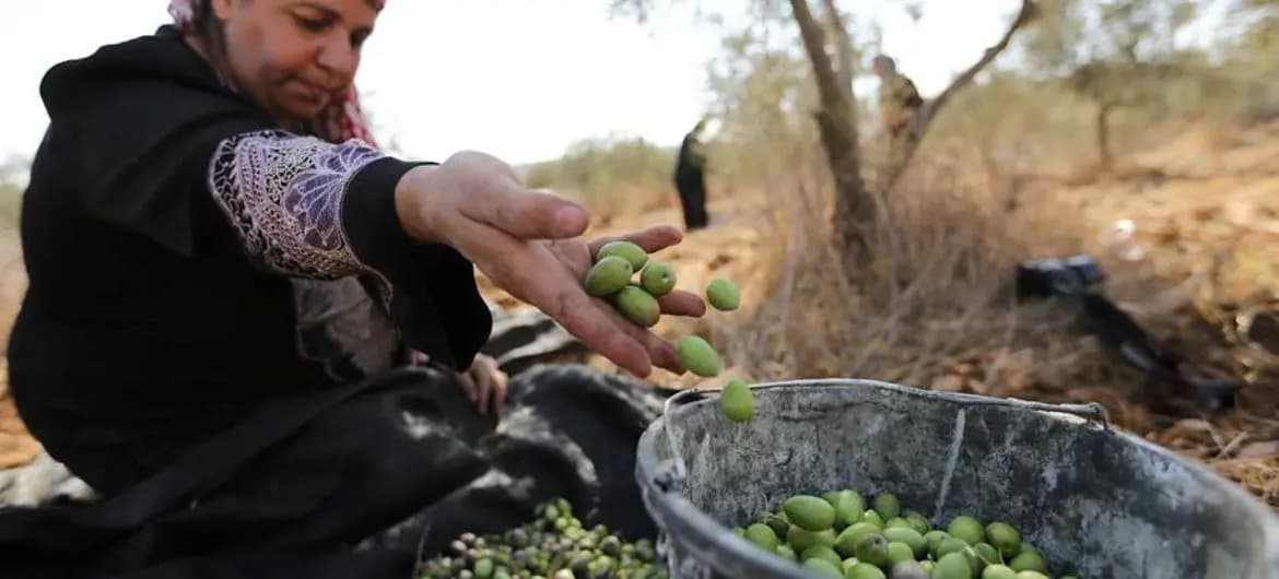 أراضي بليدا مفتوحة لقطاف الزيتون بين 16 و20 تشرين!