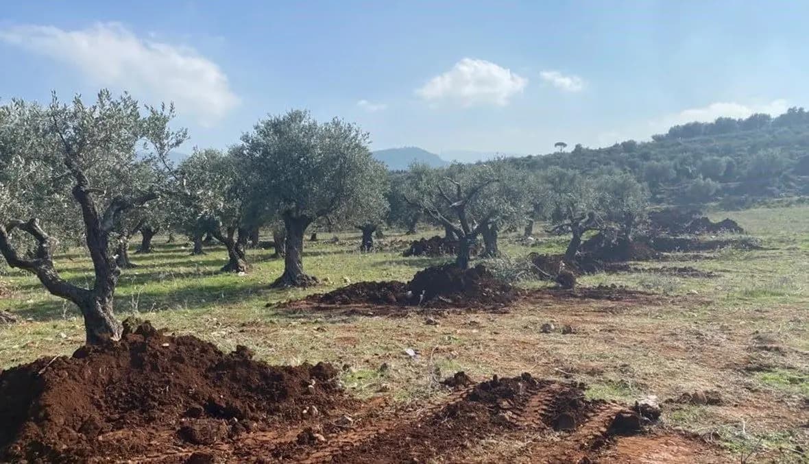 «نكبة الزيتون» تحلّ ببلدات الجنوب