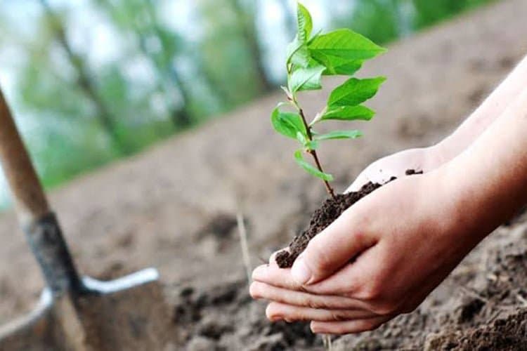 خريش يطلق حملة لزراعة الأرز في كرم شباط