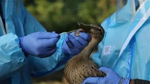 تسجيل أول إصابة بشرية بسلالة جديدة من إنفلونزا الطيور