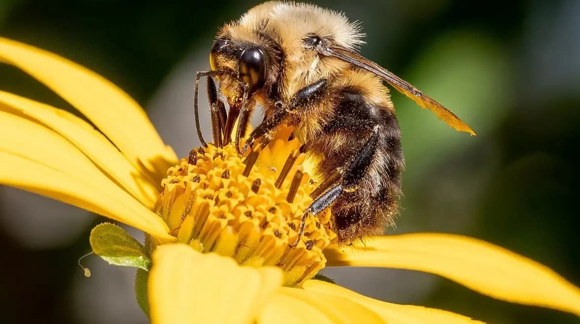 سيروم سمّ النحل.. سرّ جديد لمحو التجاعيد