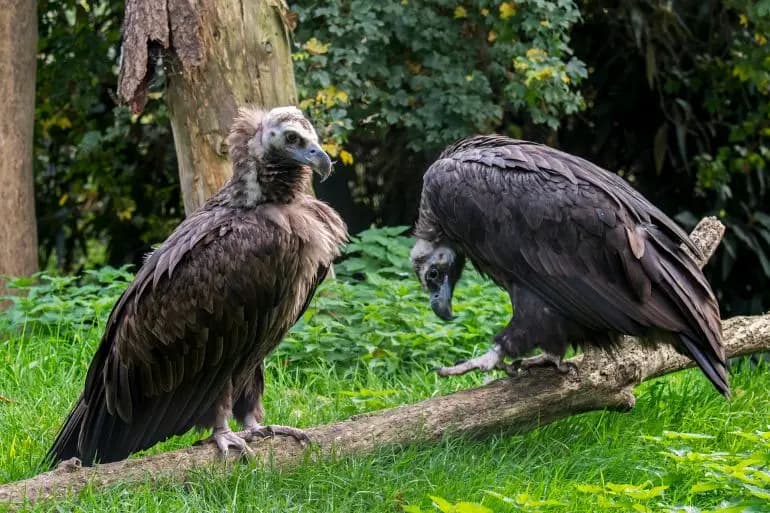 واشنطن بوست: البشر قتـ.ـلوا ملايين النسور والآن يدفعون الثمن