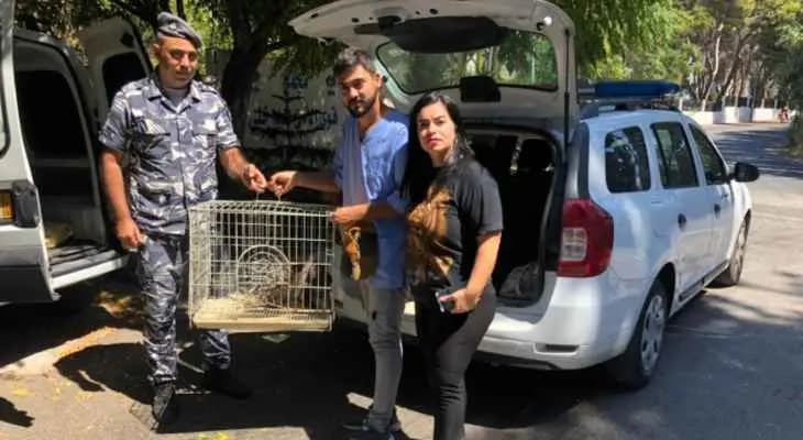 جمعية حماية الطيور" أطلقت حيوان النيص إلى البرية بعد مصادرته من إحدى خيم صور البحرية