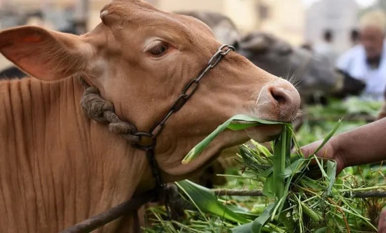 الزراعة تحذّر من تداول معلومات عن الحمى القلاعية