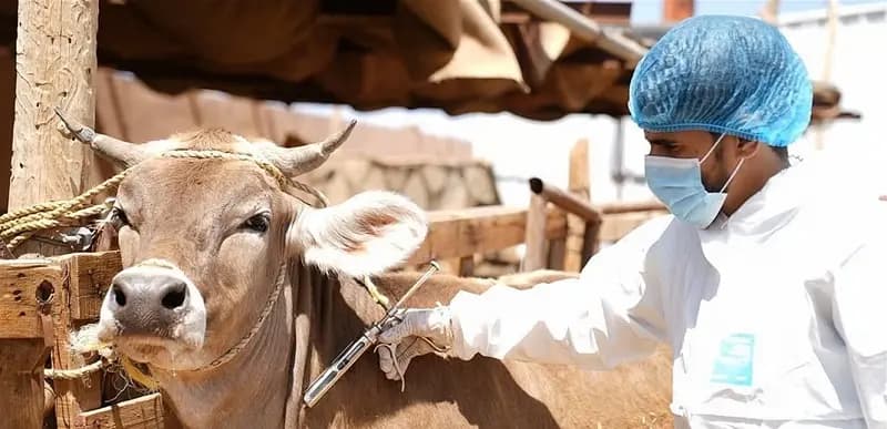 تحقيق رسمي بانتشار الحمى القلاعية في لبنان