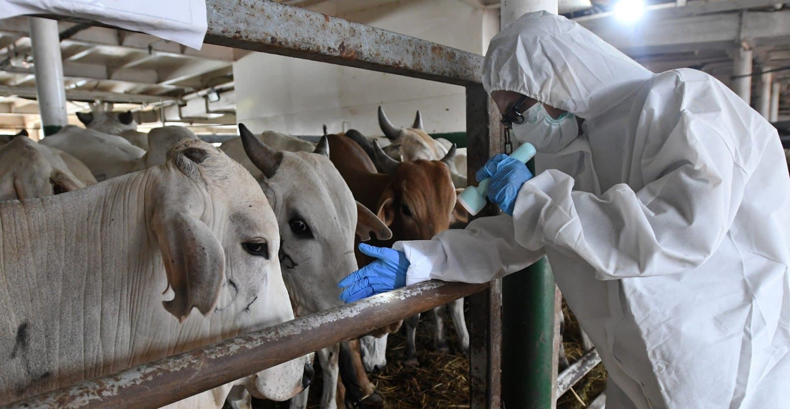 “الزراعة” تكشف تفاصيل الحمى القلاعية في مزارع لبنان