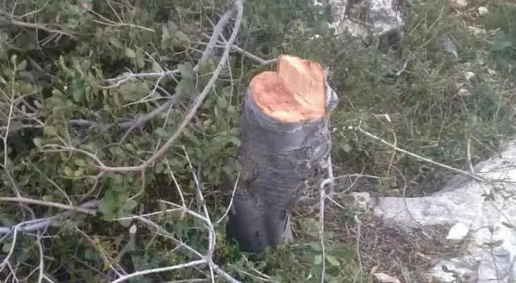 النشرة تابعت "الجريمة البيئية" في أحد أحراج السنديان بعكار ووزير البيئة: الرقابة المحلية هي الاساس لحماية غاباتنا