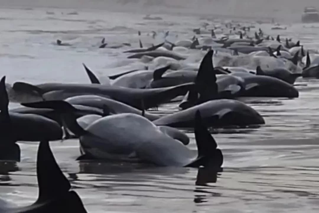 جنوح الحيتان: 230 حوتًا يعلق على ساحل جزيرة أسترالية نائية