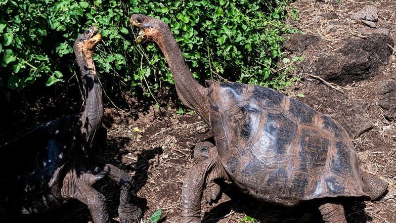 عودة السلاحف العملاقة إلى جزيرة فلوريانا بعد 100 عام
