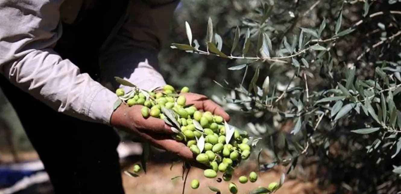 إليكم أجرة عمال الزيتون في حاصبيا!