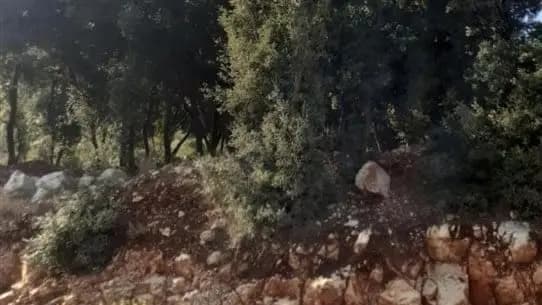 بالصورة: قطع أشجار معمّرة