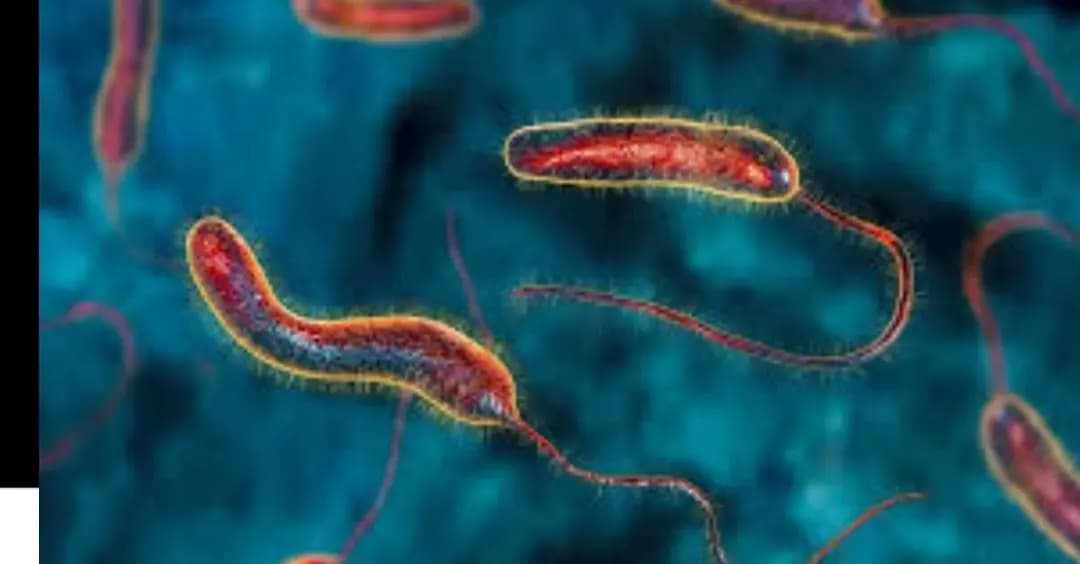 الأفضل نيوز: لقاح الكوليرا هذا الأسبوع في زحلة