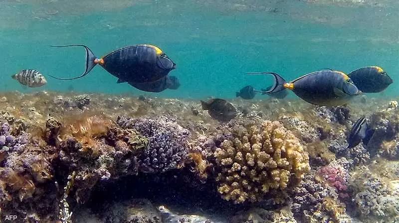 مشاريع بيئية رائدة في قمّة "كوب27"!