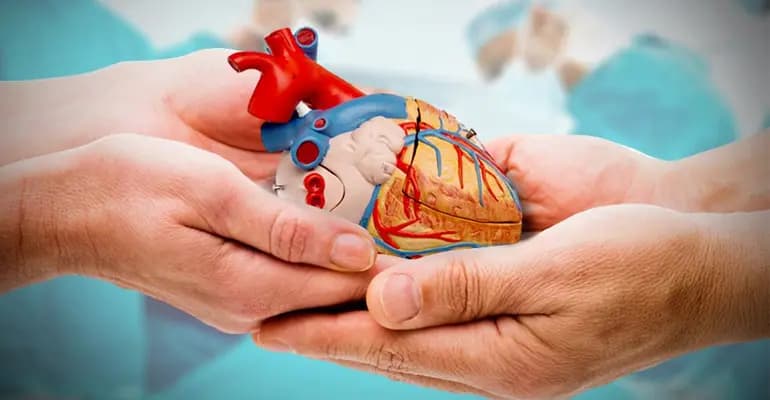 وهبُ الأعضاء: شهادةُ حياة وقلبُها ينبُض في صدرِه...!