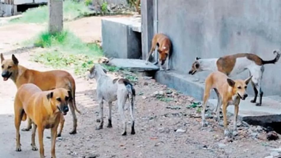 بعد حادثة عضّ كلب لِمسنّ.. هذا ما طلبه رئيس البلدية!