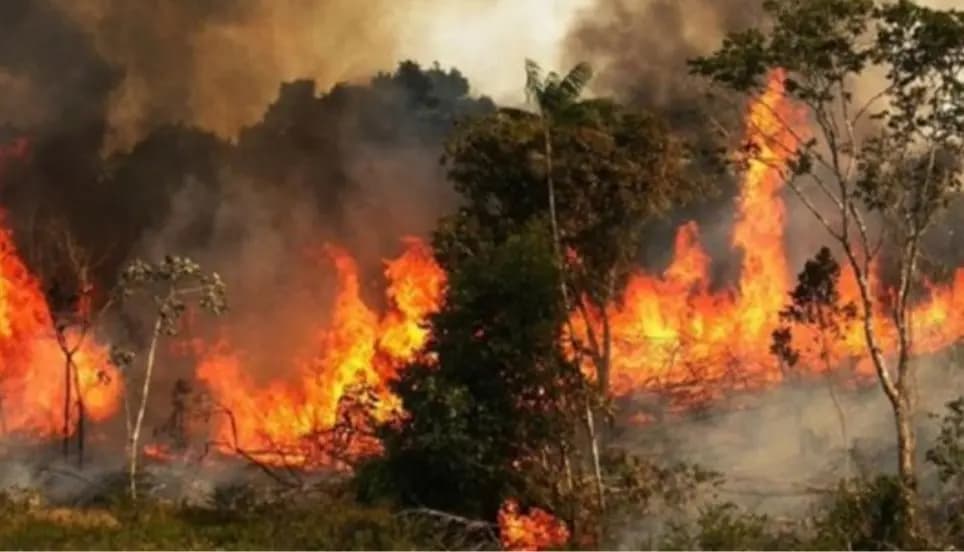 بالصّورة.. بُشرى بيئيّة: انخفاض أعداد ومساحات حرائق الغابات