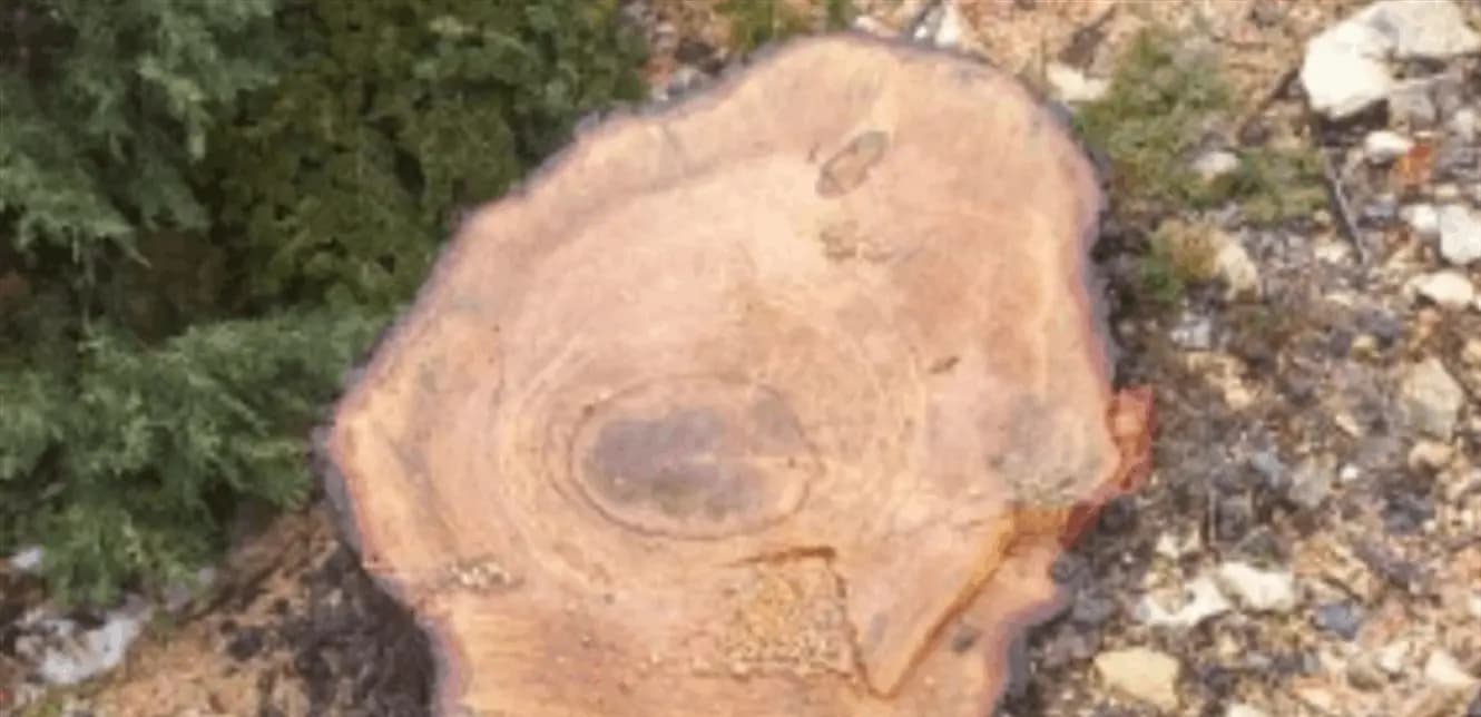 جريمة بيئية.. إليكم تفاصيلها!