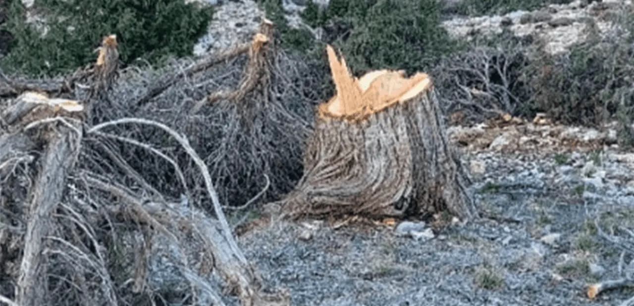 مجزرة بيئية في جرد فتوح كسروان... إليكم تفاصيلها!